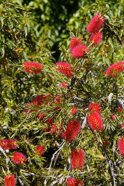 Jardin Botanique de la Bastide-037